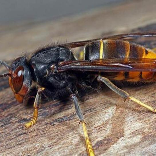 De Aziatische hoornaar